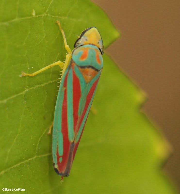 Leafhopper (Graphocephala coccinea)