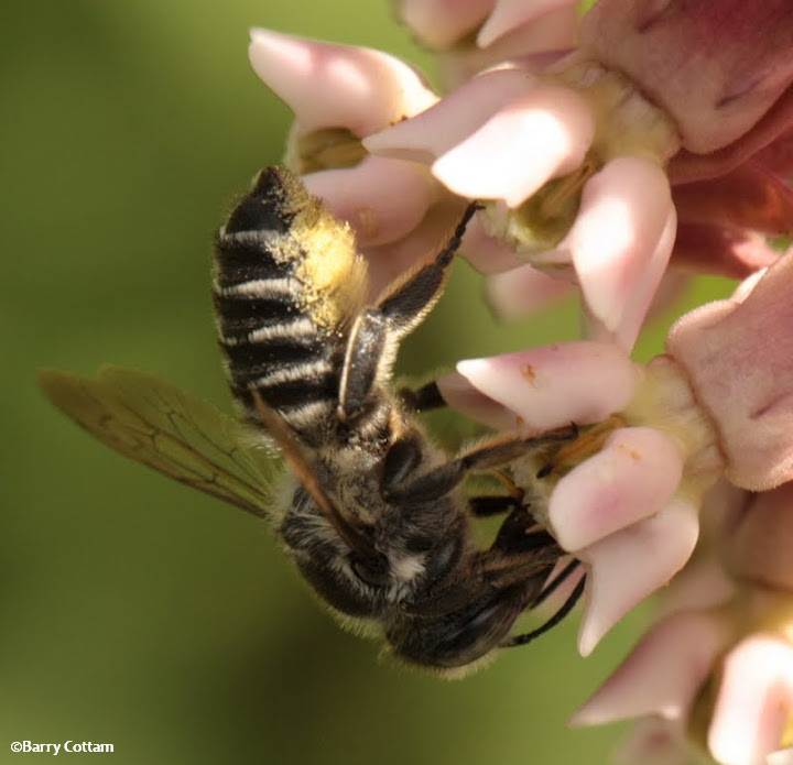 Leafcutter bee (<em>Megachile</em>)