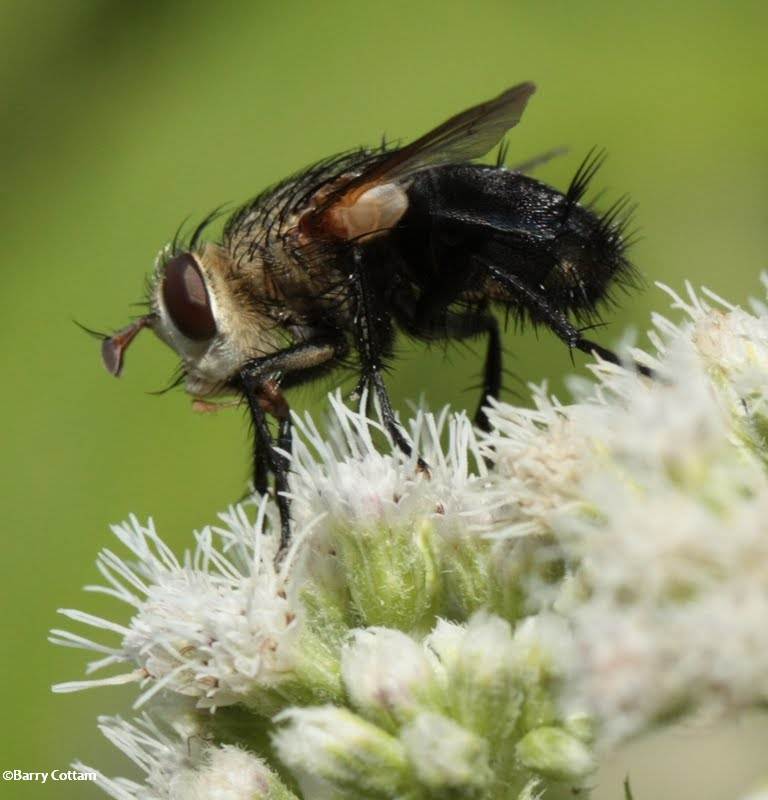 Parasitic fly (Archytas ?) on boneset