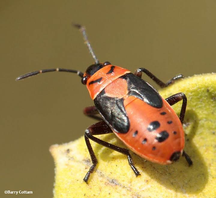 Small milkweed bug nymph (Lygaeus kalmii)