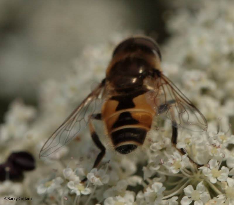 Hover fly (Eristalis arbustorum)