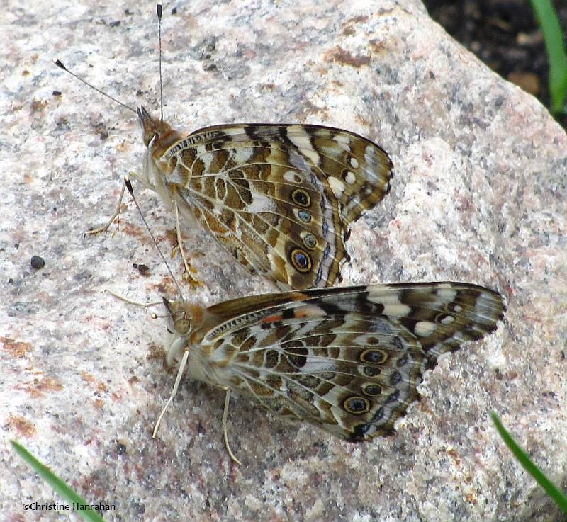 Painted ladies (Vanessa cardui)