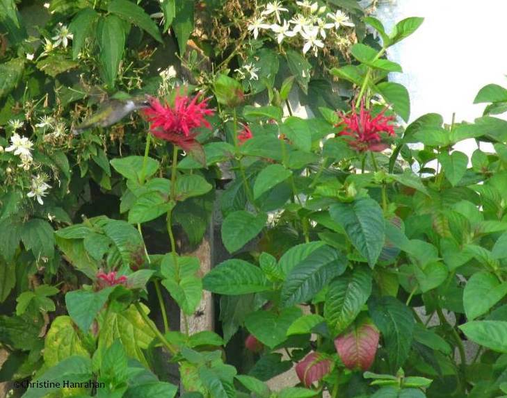 Bee balm (Monarda) with hummingbird