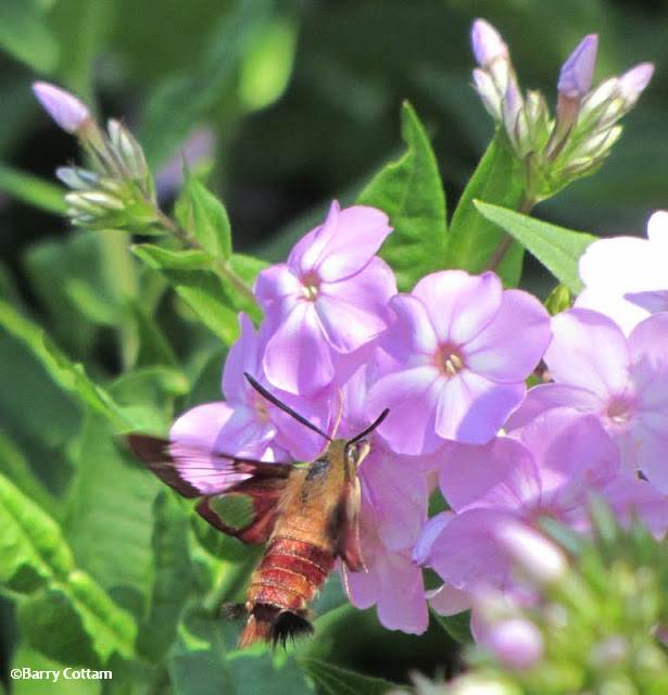Hummingbird moth (Hemaris thysbe)on phlox