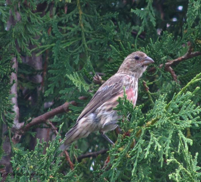 House finch