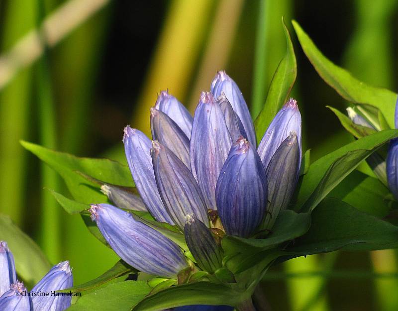 Bottle gentians