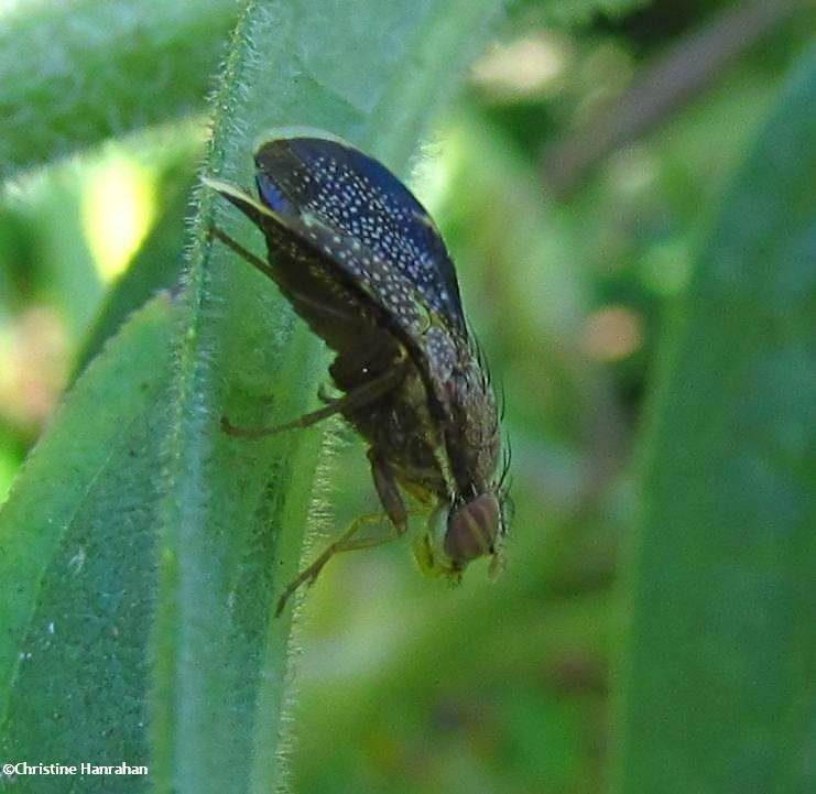 Fruit fly (Eutreta noveboracensis)
