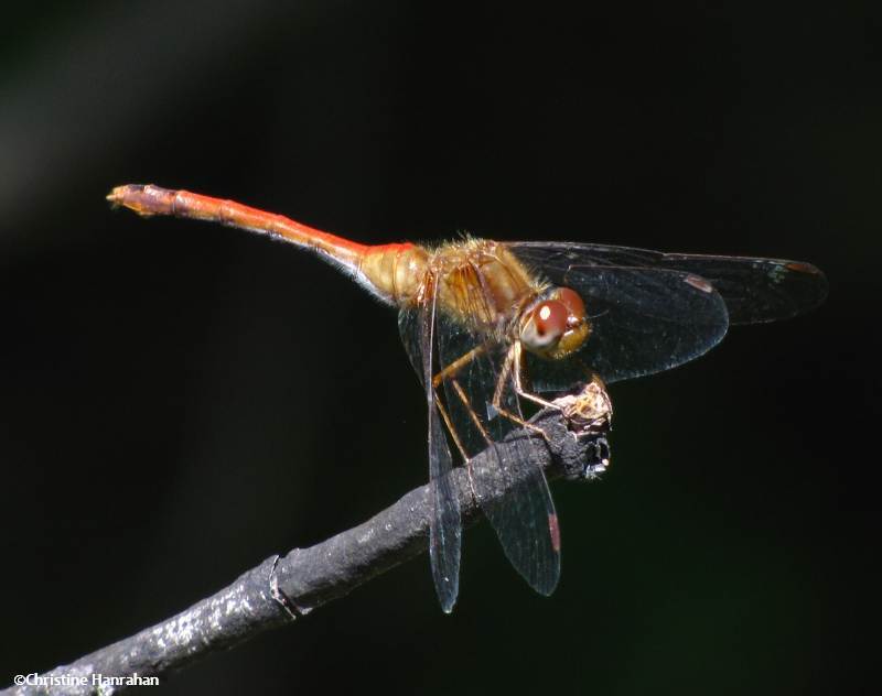 Autumn meadowhawk (Sympetrum vicinum)