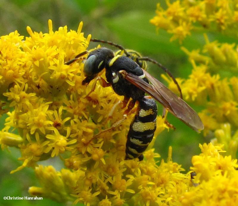 Beewolf (Philanthus)