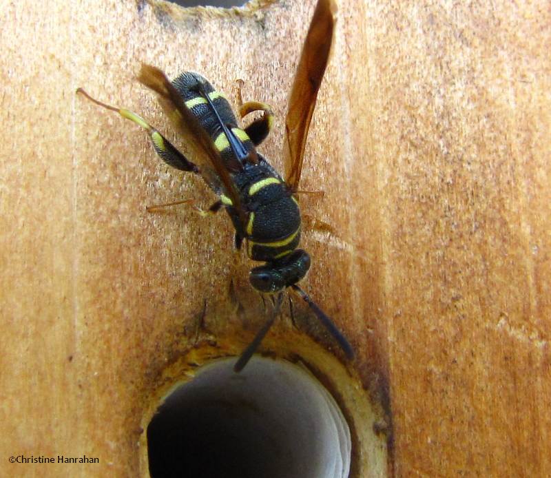 Parasitic wasp (Leucospis affinis), female