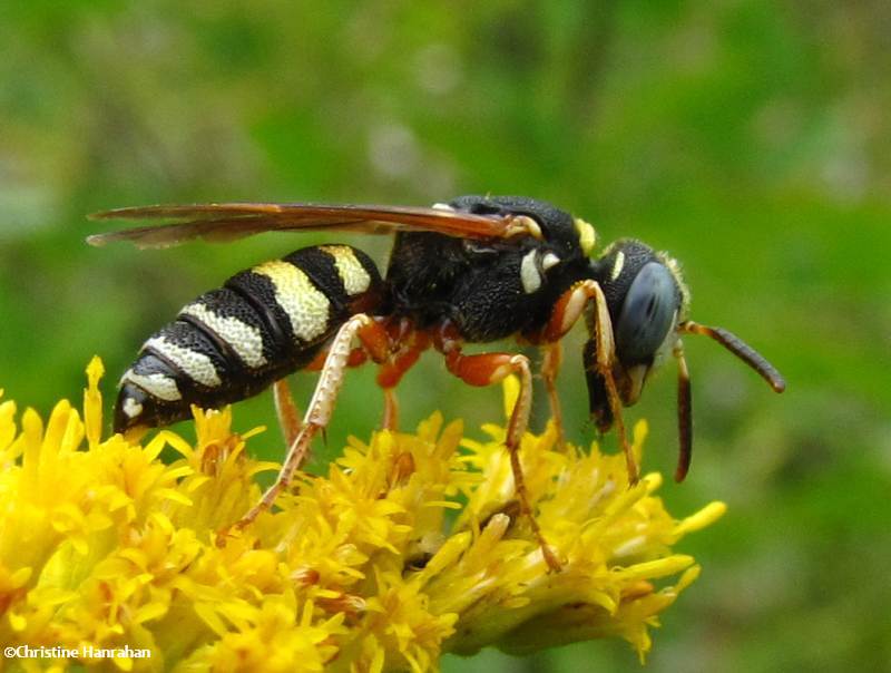 Beewolf  wasp (Philanthus ventilabris)
