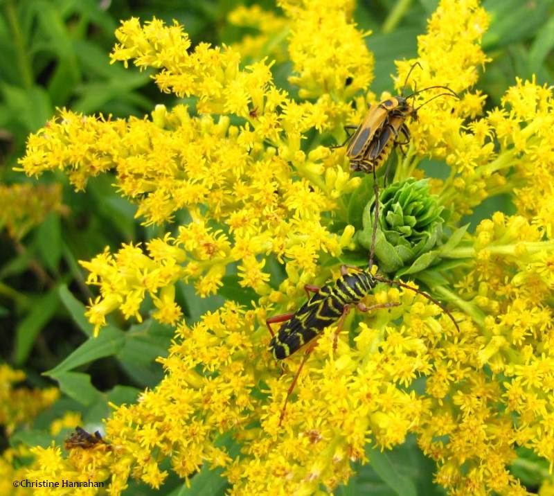 Goldenrod insects
