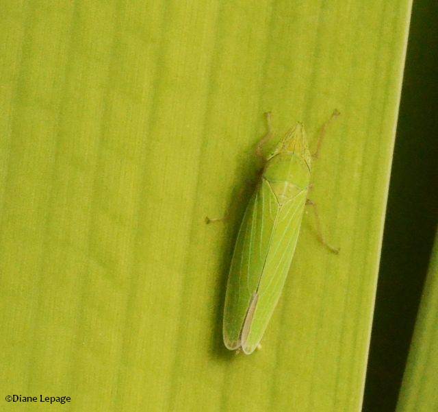 Leafhopper (Draeculacephala sp.)