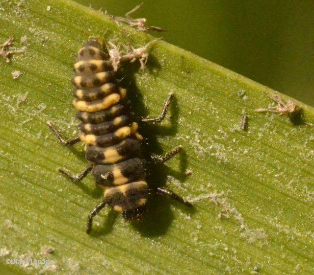 Spotted lady beetle (Coleomegilla maculata)  larva