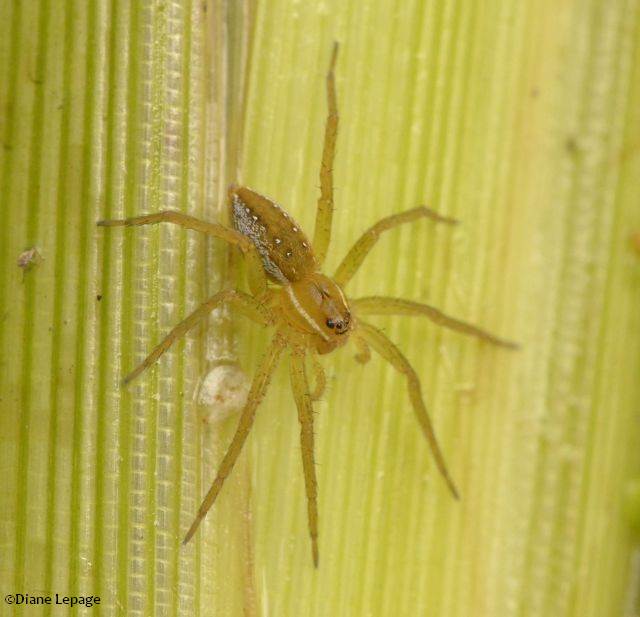 Six-spotted fishing spider (Dolomedes triton)