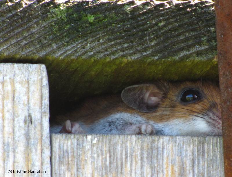 Mouse in nest box