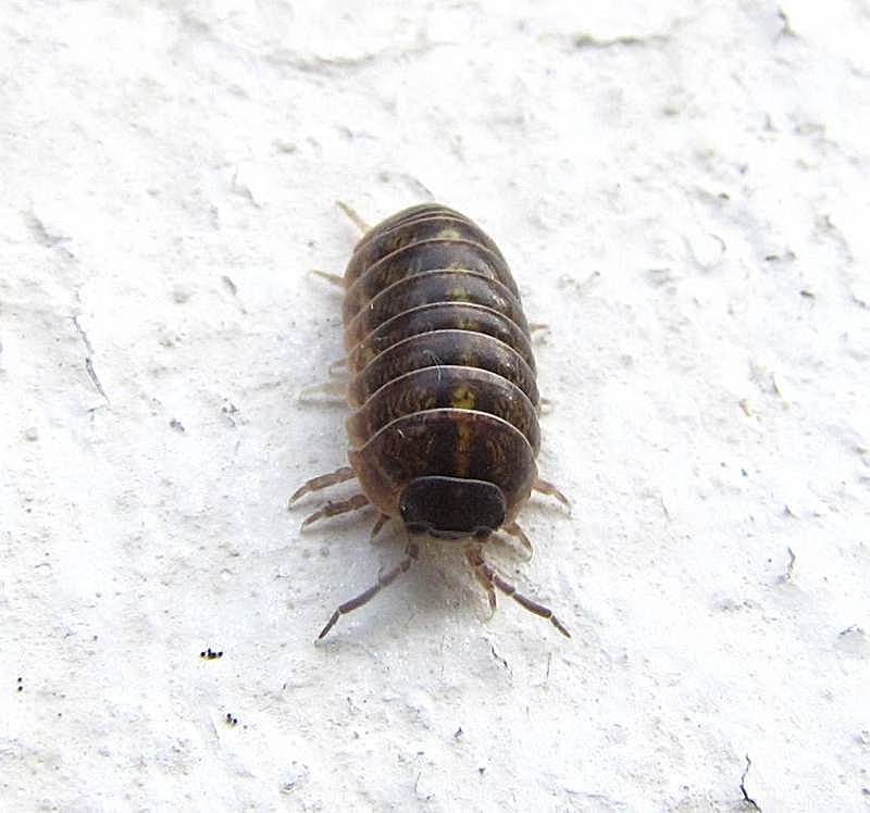 Sow bug (Philoscia sp.)