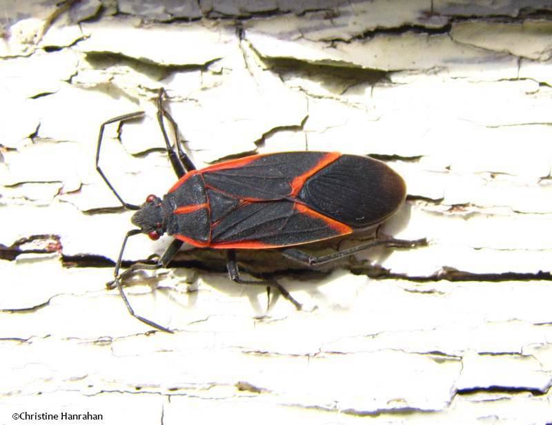 Eastern Box Elder Bug (Boisea trivittata)