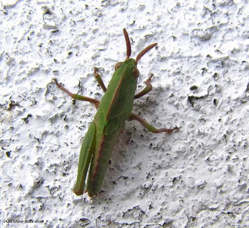 Green-striped grasshopper (,em>Chortophaga viridifasciata)