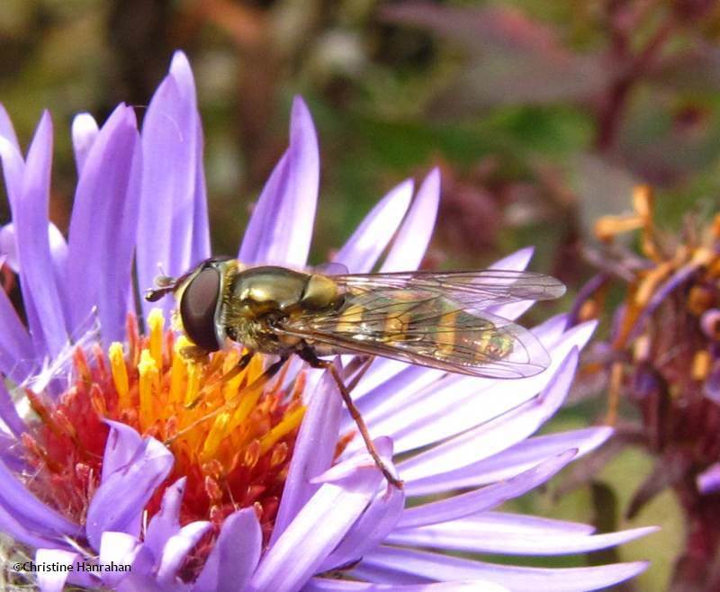 Hover fly (Syrphid) on New England aster