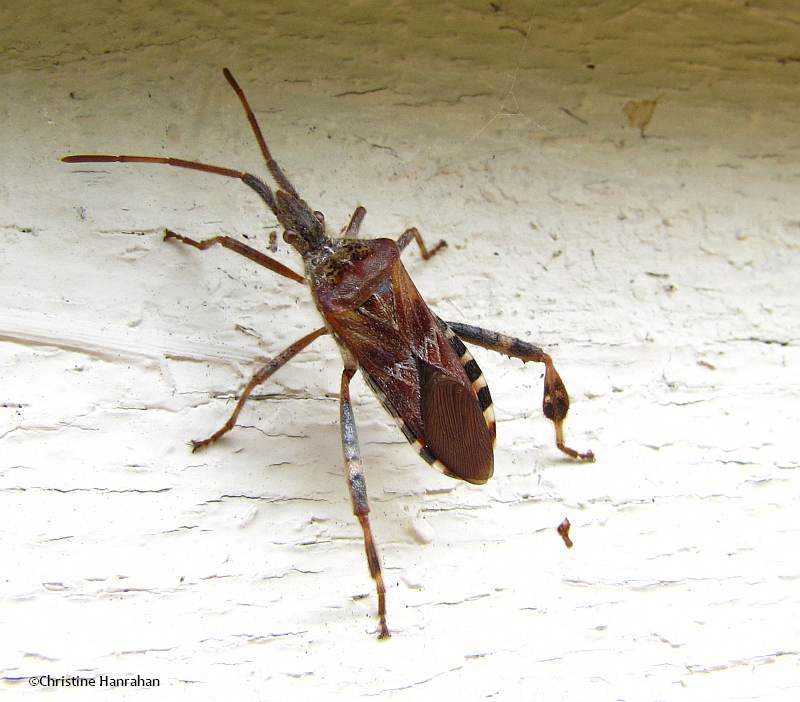 Western conifer seed bug (Leptoglossus occidentalis)