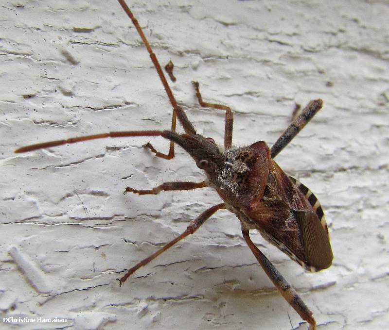 Western conifer seed bug (Leptoglossus occidentalis)