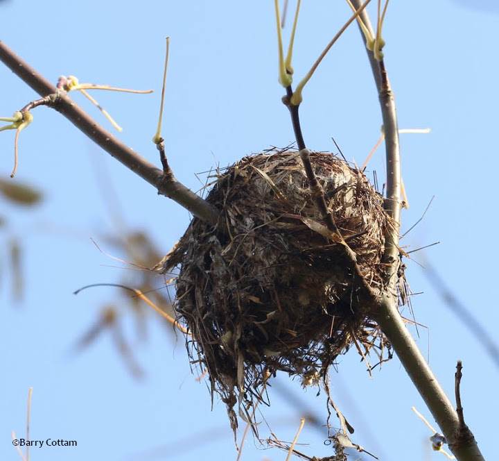 American redstart nest (probably)