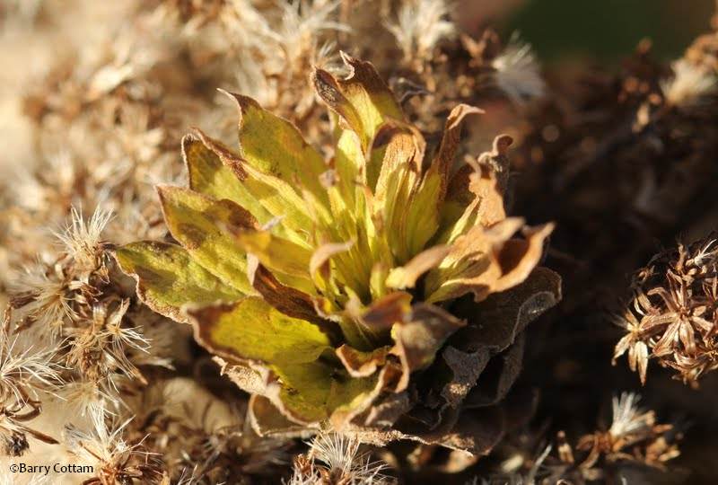 Leafy gall on goldenrod