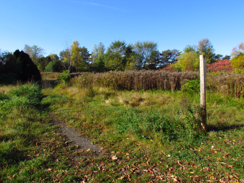 Old field area - October 2011