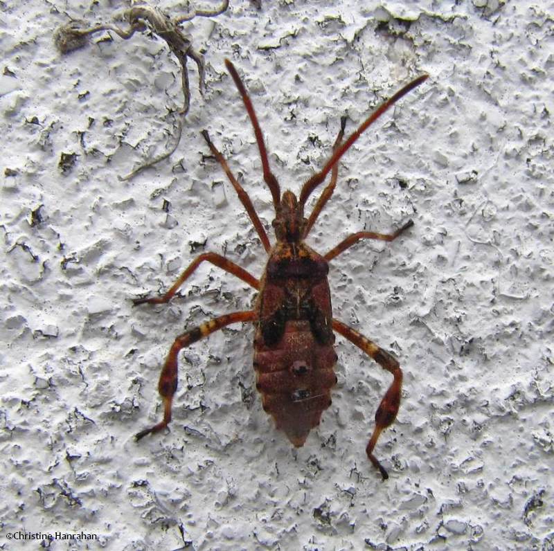 Western conifer seed bug  nymph (<em>Leptoglossus occidentalis</em>)