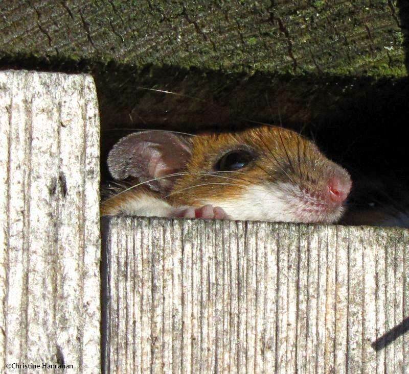 Mouse (Peromyscus)