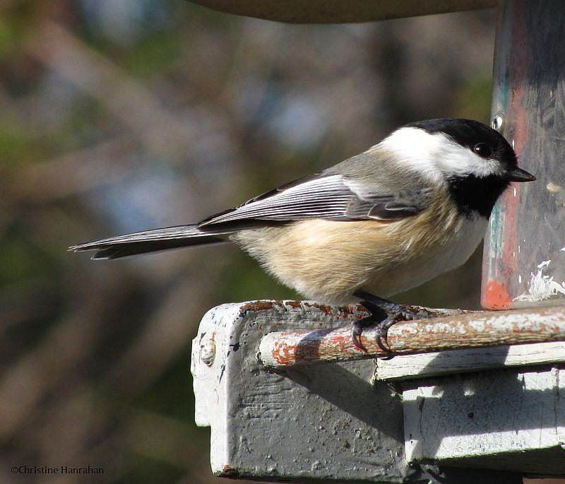 Black-capped chickadee