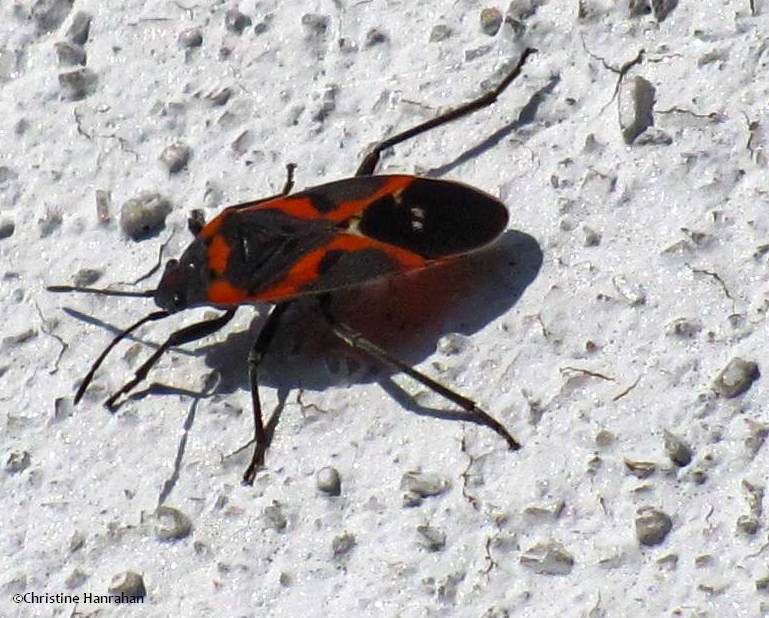 Small milkweed bug (Lygaeus kalmii)