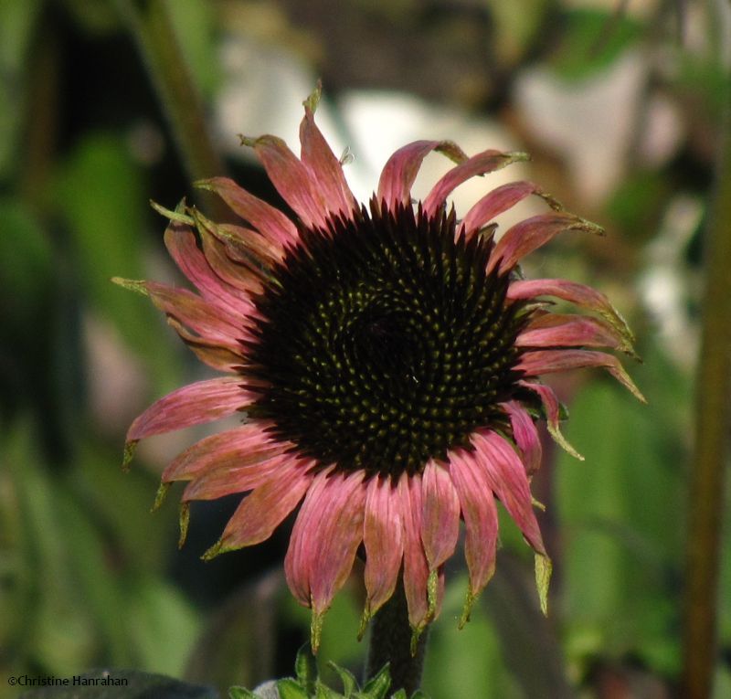 Coneflower