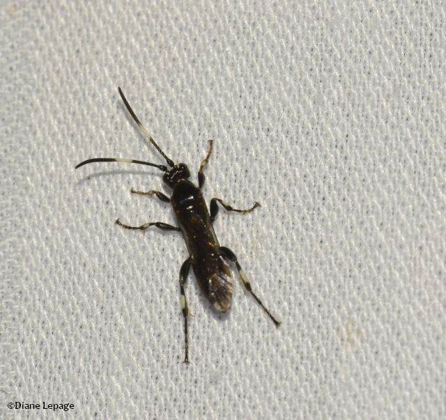 Ichneumonid wasp (<em>Orgichneumon calcatorius</em>)