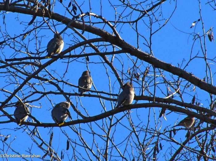 Bohemian waxwings