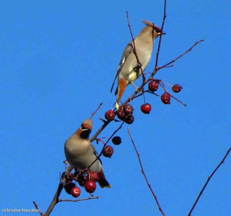 Bohemian waxwings