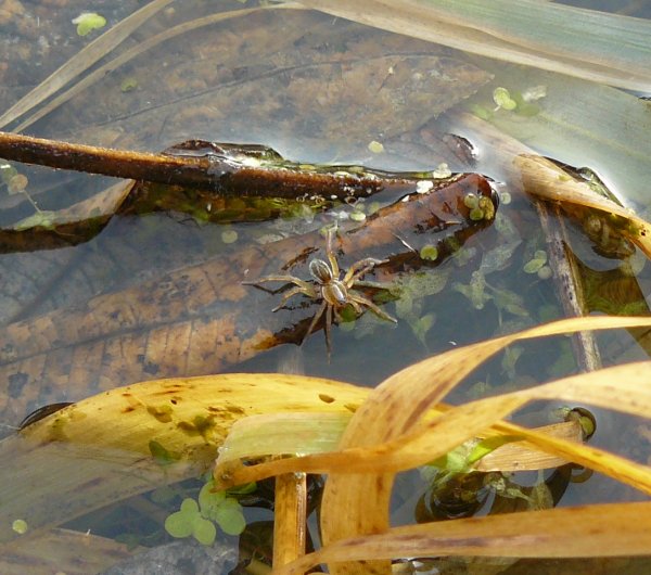 Six-spotted fishing spider (Dolomedes triton)