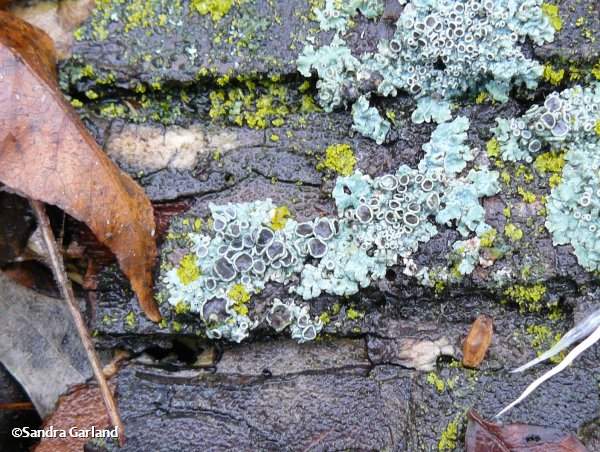 Lichens