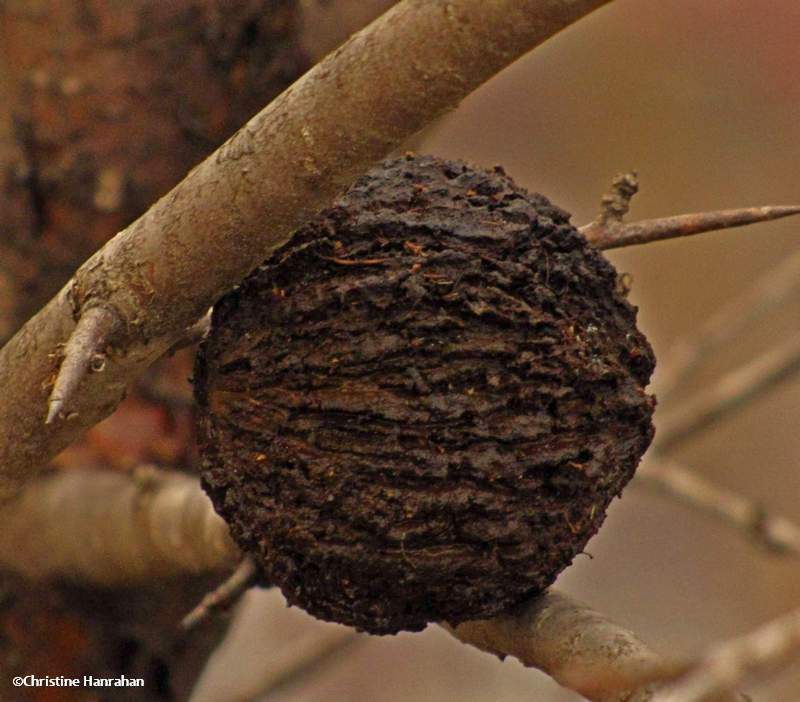 Stashed walnut