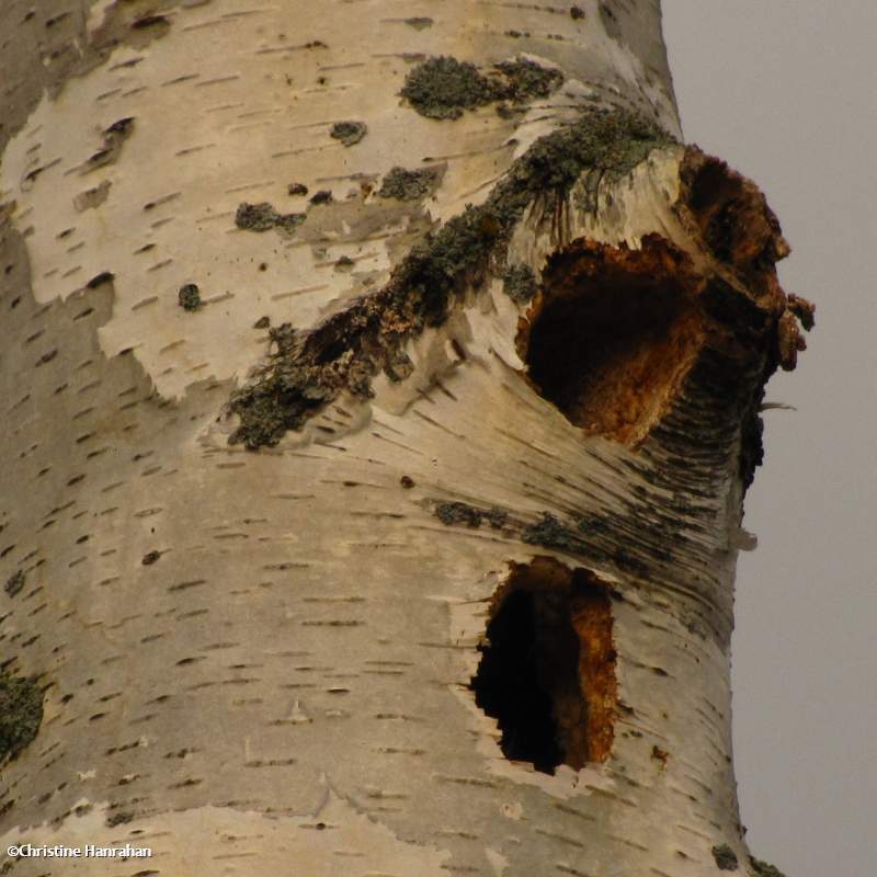 Birch tree