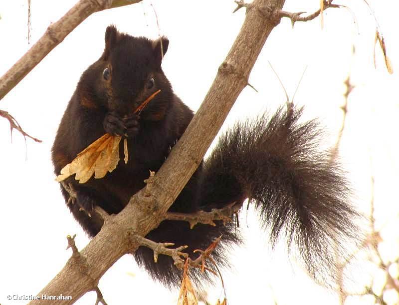Black squirrel with manitoba maple seeds