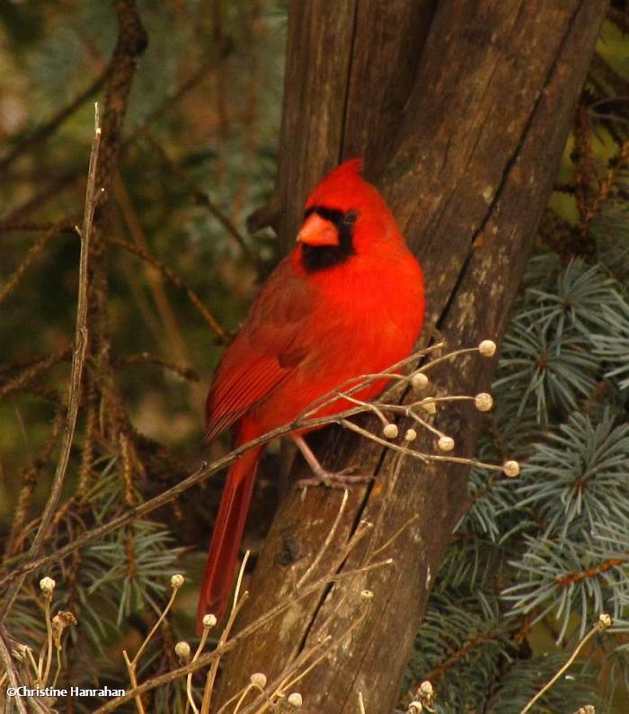 Northern cardinal, male