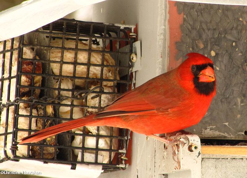 Northern cardinal, male