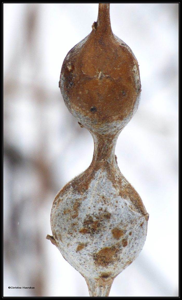Double goldenrod galls