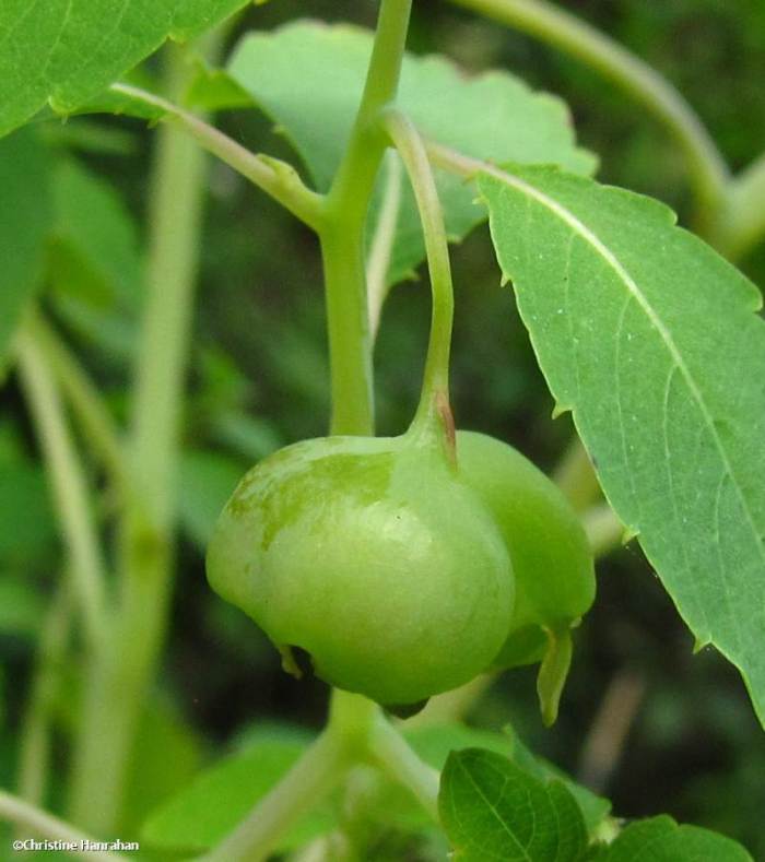 Gall on Jewelweed (<em>Impatiens capensis</em>)