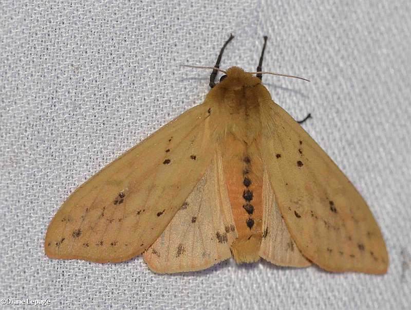 Isabella Tiger moth  (<em>Pyrrharctia isabella</em>), #8129