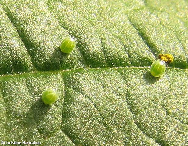 Red admiral (<em>Vanessa atalanta</em>) eggs on stinging nettle