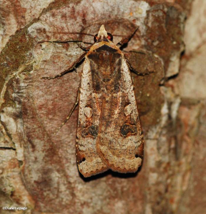 Large yellow underwing (<em>Noctua pronuba</em>), #11003.1