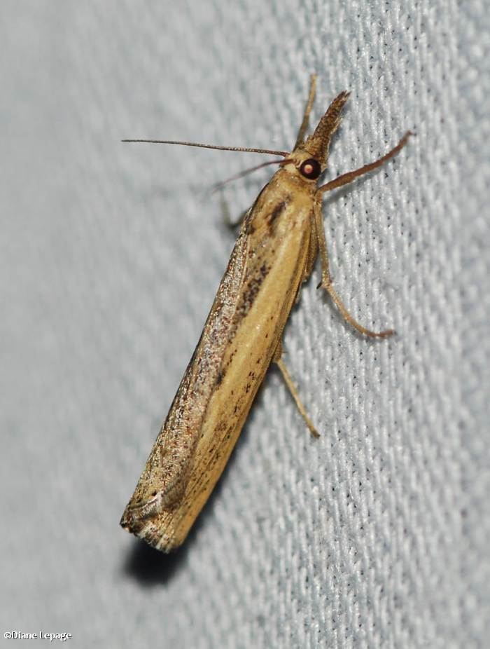 Sod webworm (<em>Pediasia trisecta</em>), #5413